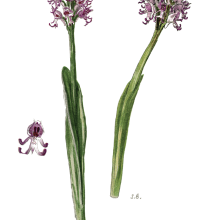 Military Orchid3