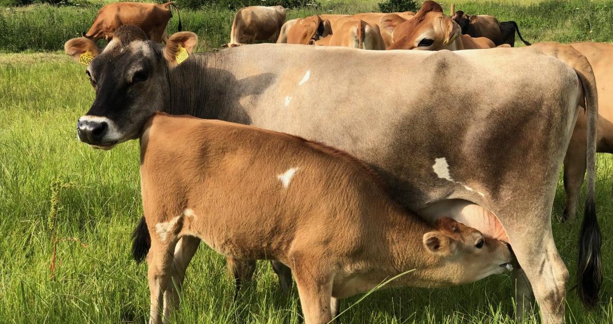 Like i said the overhead is definitely the biggest factor for cattle! , cows