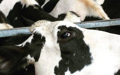 Little Toller Books | Independent publisher of new and classic nature ...