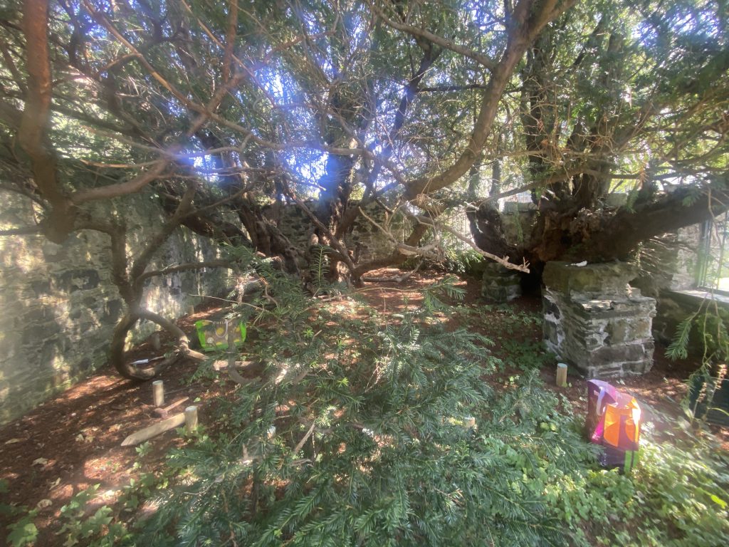 Fort yew w bags A photograph of the ancient yew at Fortinghall.