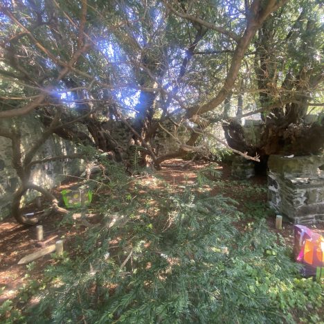A photograph of the ancient yew at Fortinghall.