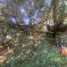 A photograph of the ancient yew at Fortinghall.